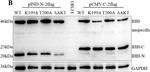 Mouse IgG (H+L) Secondary Antibody in Western Blot (WB)