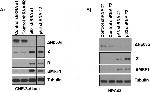 Mouse IgG (H+L) Secondary Antibody in Western Blot (WB)