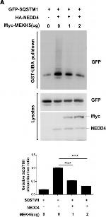 Mouse IgG (H+L) Secondary Antibody in Western Blot (WB)