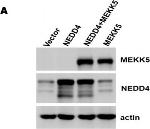 Mouse IgG (H+L) Secondary Antibody in Western Blot (WB)