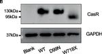 Mouse IgG (H+L) Secondary Antibody in Western Blot (WB)