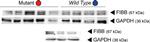 Mouse IgG (H+L) Secondary Antibody in Western Blot (WB)