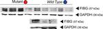 Mouse IgG (H+L) Secondary Antibody in Western Blot (WB)