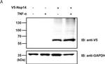 Mouse IgG (H+L) Secondary Antibody in Western Blot (WB)