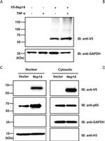 Mouse IgG (H+L) Secondary Antibody in Western Blot (WB)