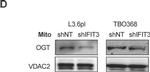 Rabbit IgG (H+L) Secondary Antibody in Western Blot (WB)