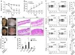 IL-22 Antibody in Flow Cytometry (Flow)