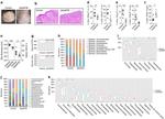 CD3e Antibody in Flow Cytometry (Flow)