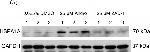 Rabbit IgG (H+L) Secondary Antibody in Western Blot (WB)