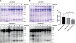 Rabbit IgG (H+L) Secondary Antibody in Western Blot (WB)