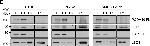 Rabbit IgG (H+L) Secondary Antibody in Western Blot (WB)