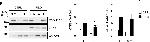 Rabbit IgG (H+L) Secondary Antibody in Western Blot (WB)