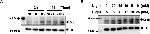 Rabbit IgG (H+L) Secondary Antibody in Western Blot (WB)