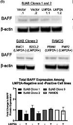 Rabbit IgG (H+L) Cross-Adsorbed Secondary Antibody in Western Blot (WB)