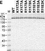 Rabbit IgG (H+L) Secondary Antibody in Western Blot (WB)