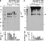 Rabbit IgG (H+L) Secondary Antibody in Western Blot (WB)