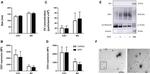 CD63 Antibody in Western Blot (WB)