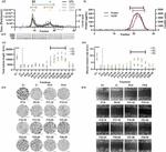 CD9 Antibody in Dot Blot (DB)