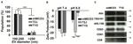 CD9 Antibody in Western Blot (WB)