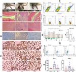 CD4 Antibody in Flow Cytometry (Flow)