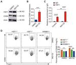 CD69 Antibody in Flow Cytometry (Flow)