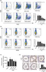 iNOS Antibody in Flow Cytometry (Flow)