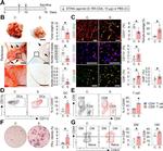 CD4 Antibody in Flow Cytometry (Flow)