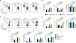 CD44 Antibody in Flow Cytometry (Flow)