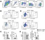 CD278 (ICOS) Antibody in Flow Cytometry (Flow)