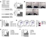 Ly-6C Antibody in Flow Cytometry (Flow)