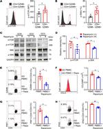 IFN gamma Antibody in Flow Cytometry (Flow)