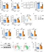 Ly-6G Antibody in Flow Cytometry (Flow)