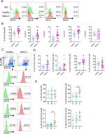 CD13 Antibody in Flow Cytometry (Flow)