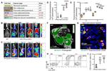 CD11b Antibody in Flow Cytometry (Flow)