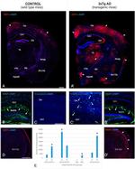 GFAP Antibody in Immunohistochemistry (IHC)