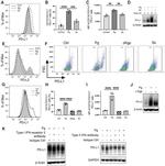 CD274 (PD-L1, B7-H1) Antibody in Flow Cytometry (Flow)