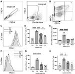 CD11c Antibody in Flow Cytometry (Flow)