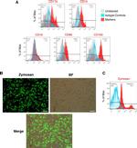 CD86 (B7-2) Antibody in Flow Cytometry (Flow)