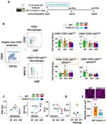 MHC Class II (I-A/I-E) Antibody in Flow Cytometry (Flow)