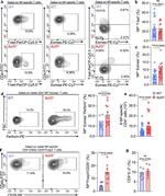 EOMES Antibody in Flow Cytometry (Flow)