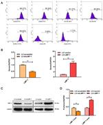 CD34 Antibody in Flow Cytometry (Flow)