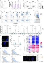 CD140a (PDGFRA) Antibody in Flow Cytometry (Flow)