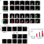 CD324 (E-Cadherin) Antibody in Flow Cytometry (Flow)