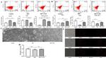 CD40 Antibody in Flow Cytometry (Flow)