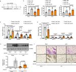 IL-13 Antibody in Flow Cytometry (Flow)