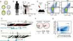 CD4 Antibody in Flow Cytometry (Flow)