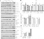 Phospho-Tau (Ser214) Antibody in Western Blot (WB)