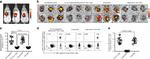 CD8 Antibody in Flow Cytometry (Flow)