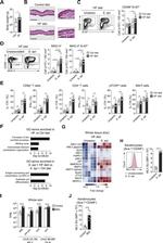 CD49f (Integrin alpha 6) Antibody in Flow Cytometry (Flow)