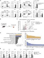 CD49f (Integrin alpha 6) Antibody in Flow Cytometry (Flow)